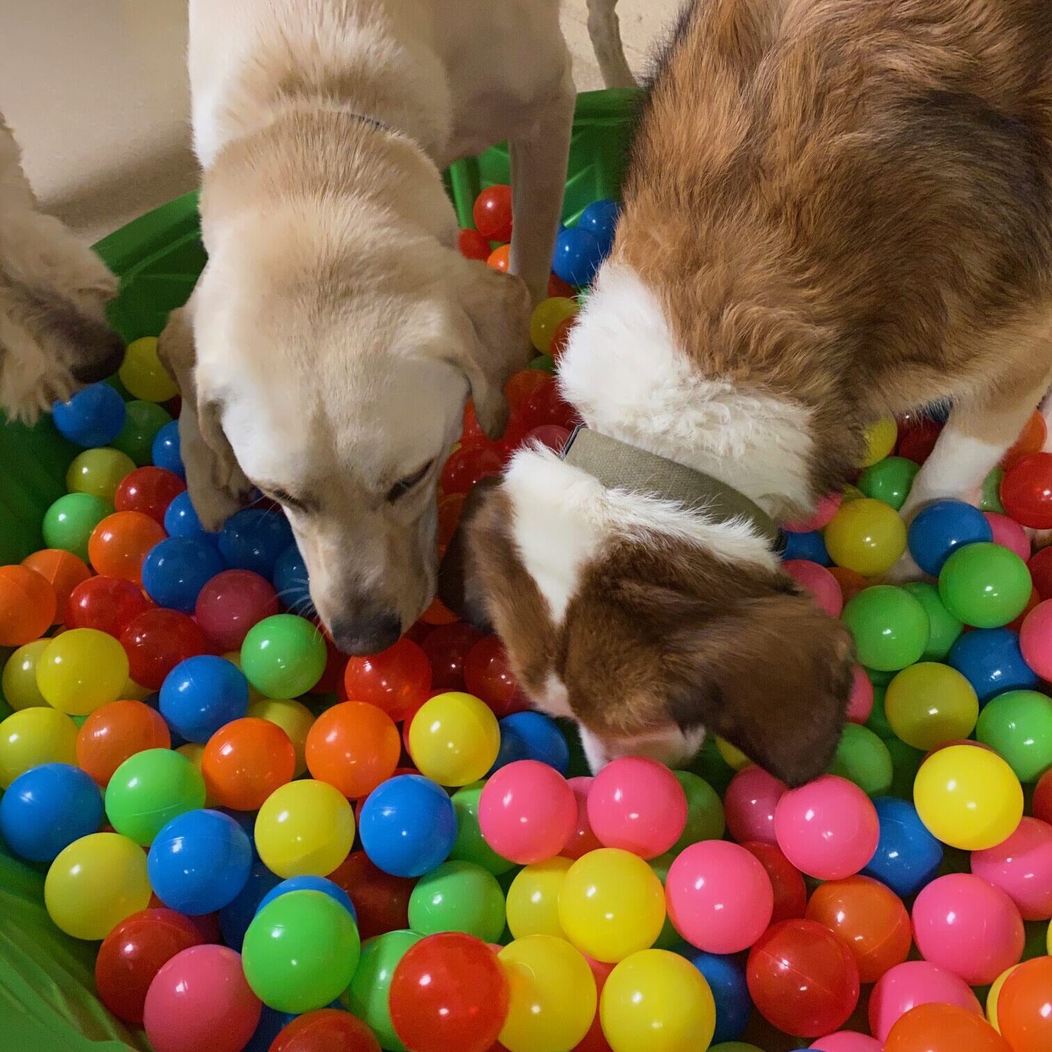 ballpit