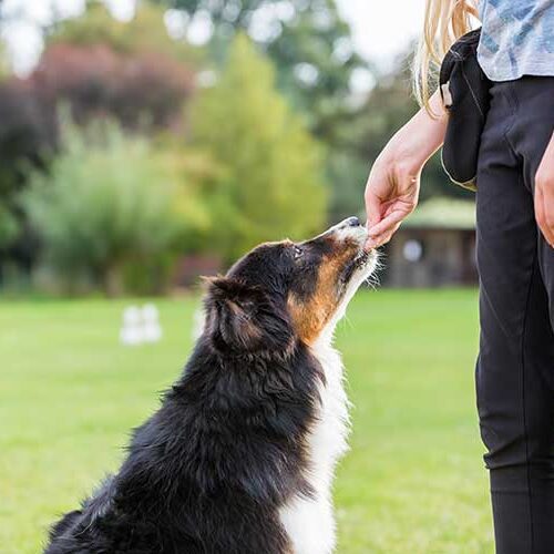 Positive reinforcement dog training does work. If you're having trouble training your dog with this method, check out these solutions.